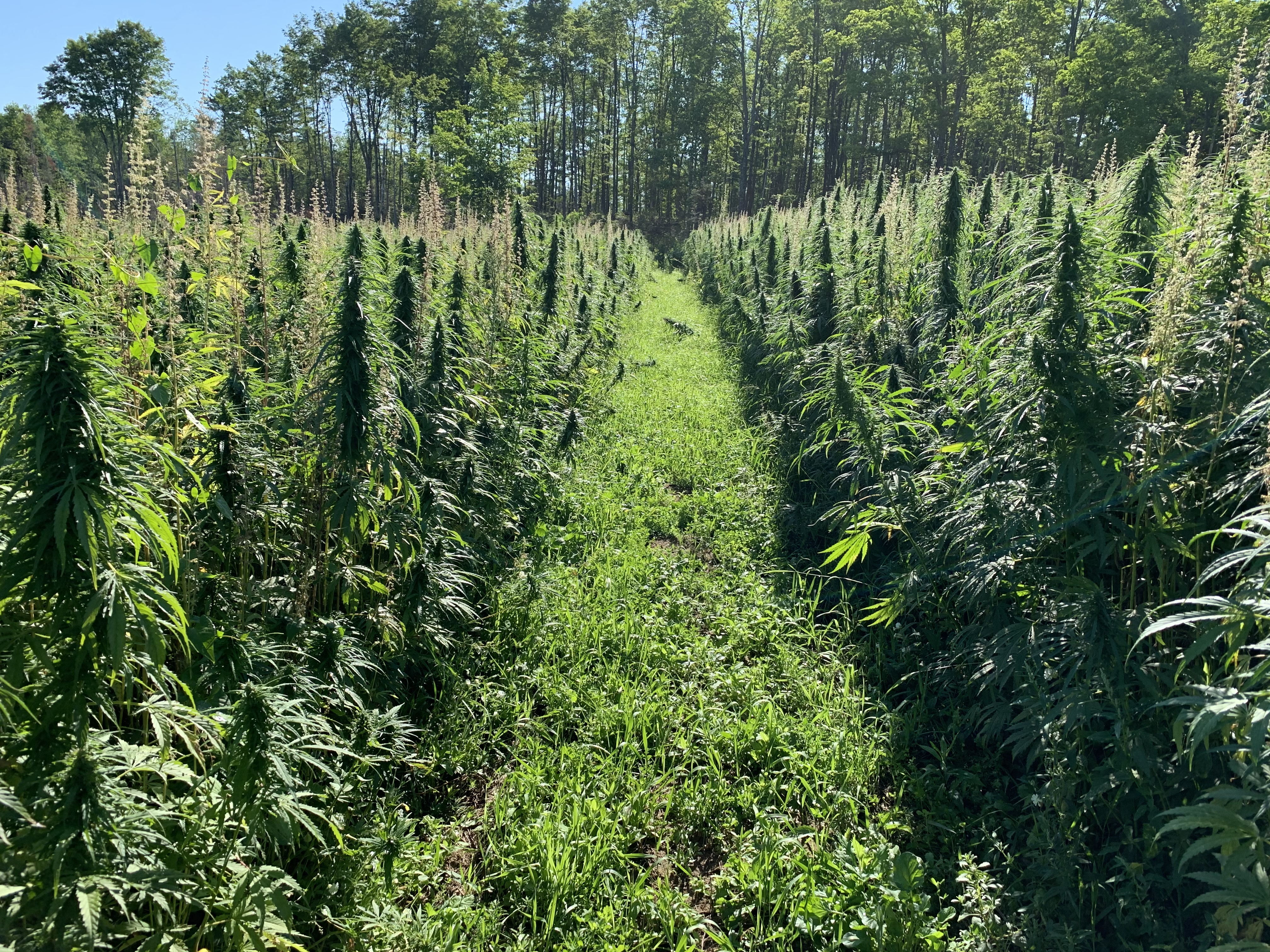 Hemp Field